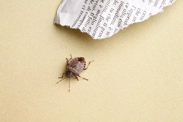 Cimice asiatica, Halyomorpha halys,