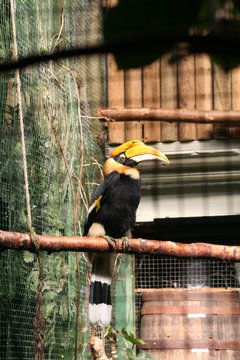 Toucan In Cage