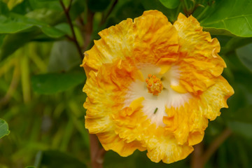 Detalha de flor de Ibisco amareloem jardim de casa brasileira