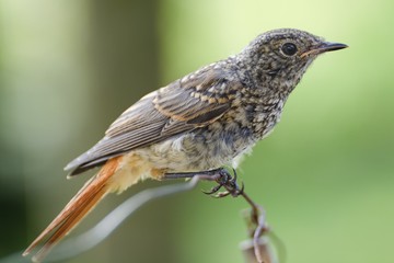 The young black redstart - Phoenicurus ochruros.  East Moravia. Czech Republic. Europe.