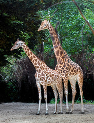 Giraffe couple. The tallest living terrestrial animal and the largest ruminant. Latin name - Giraffa camelopardalis