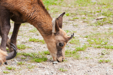 camoscio, chamois