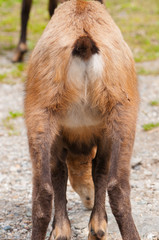 camoscio, chamois