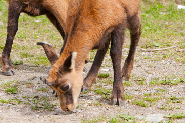 camoscio, chamois