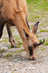 camoscio, chamois
