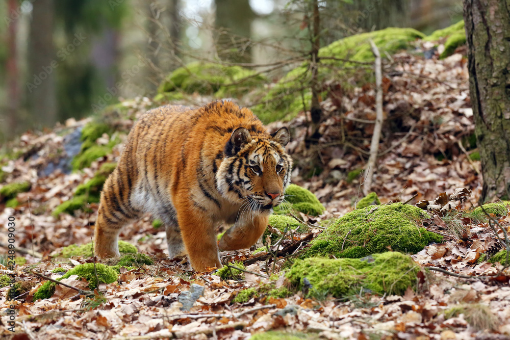 Wall mural The Siberian tiger (Panthera tigris tigris),also called Amur tiger (Panthera tigris altaica) walking through the forest. Young tiger in the in a natural environment.