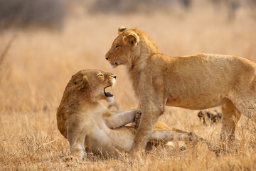 The Southern lion (Panthera leo melanochaita) also as the East-Southern African lion or Eastern-Southern African lion or Panthera leo kruegeri. Two young males play and fight. - obrazy, fototapety, plakaty