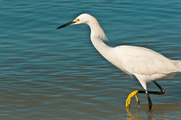 Front view, close distance of a single snowy egret walking along a tropical, sandy shoreline searching for next meal, on a sunny, winter day on gulf of mexico