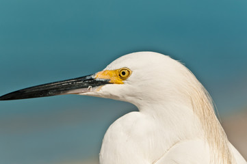 Front view, very close distance, portraite, of a snowy egret, on a tropical beach on gulf of mexico on a sunny, winter day