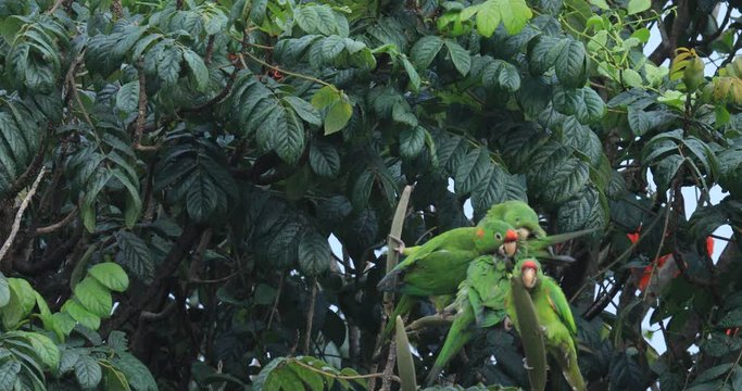 Finsch's Conures, Aratinga finschi, group of light green parrot with red head, Costa Rica. Detail close-up portrait of bird. Bird and pink flower. Wildlife scene from tropic nature.