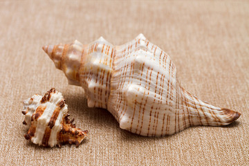 big and small sea shells on beige textile background