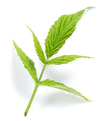 Blackberries green leaf isolated