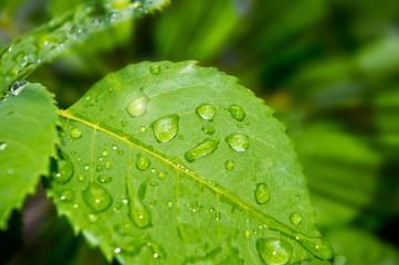 Drops of dew in the green leaves. Beautiful nature background with morning fresh drops of transparent rain water on a green leaf