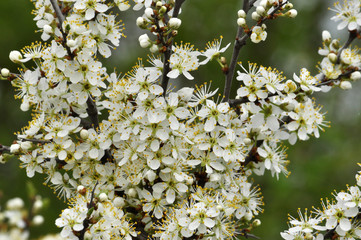 Blooms overgrown bushes blackthorn