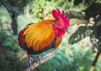 Asian rooster in Thailand. © G