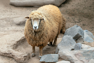 Female - ewe Sheep in Peru South America