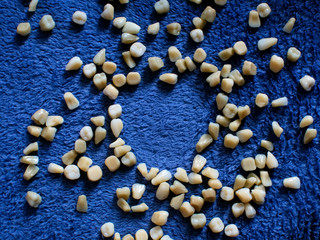 Plastic teeth. Plastic teeth scattered on a blue bedspread.
