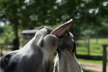 Kissing Cows