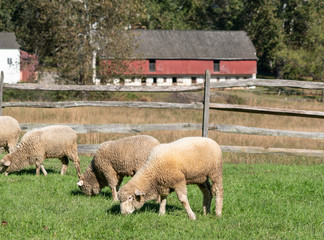 Sheep grazing in meadow