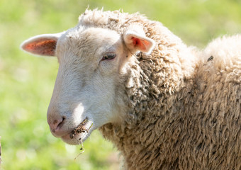 Close-up of sheep eating grass.