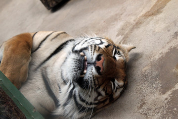 Fototapeta premium tiger sleep in the zoo
