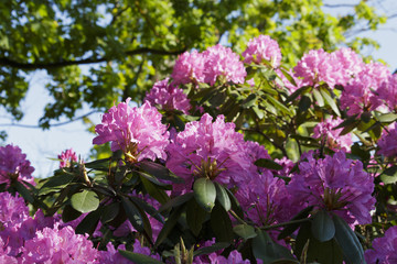 Time of azaleas bloom in the botanical garden.