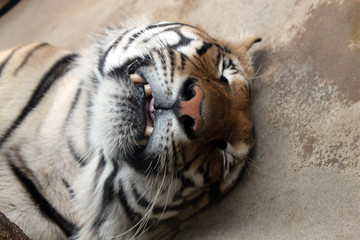 Fototapeta premium tiger sleep in zoo