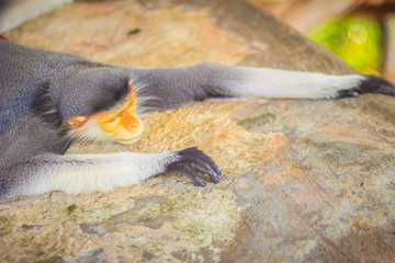 Cute red-shanked douc (Pygathrix nemaeus) is a species of Old World monkey, among the most colorful of all primates. This monkey is sometimes called the 