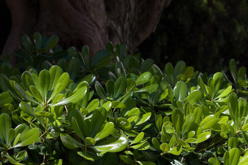 Succulent and ripe green tropical leaves in the morning sun - exotic botany