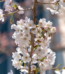 Close up full bloom beautiful pink cherry blossoms flowers ( sakura ) in springtime sunny day with soft natural background