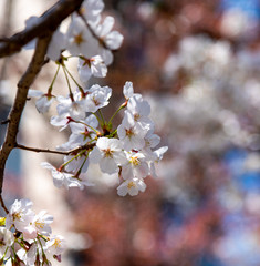 Close up full bloom beautiful pink cherry blossoms flowers ( sakura ) in springtime sunny day with soft natural background
