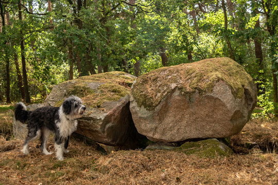 Gro&szlig;steingrab Dolmen Raven 1 bei Soderstorf in der L&uuml;neburger Heide mit Hund