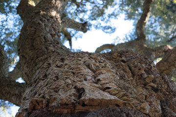trunk of a tree