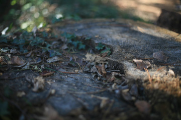 Tree stump