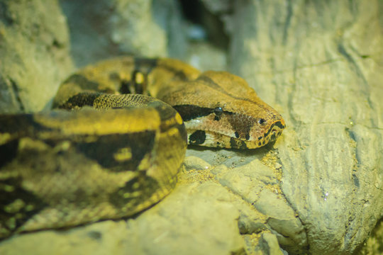 The boa constrictor (Boa constrictor), also called the red-tailed boa or common boa.