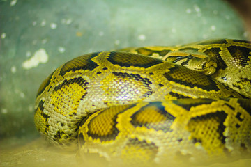 The Burmese python (Python bivittatus) is one of the five largest species of snakes in the world. It is native to a large area of tropical South and Southeast Asia.
