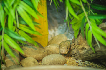 White king cobra head. King Cobra (Ophiophagus hannah), the world's longest venomous snake native in southern Asia.