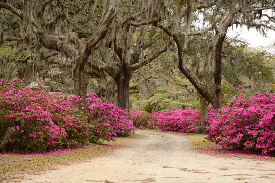 Bonaventure Cemetery   