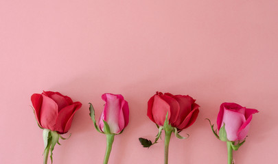 Roses on pink background. Space to copy. Top view.