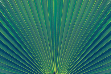 abstract blue stripes from nature, tropical palm leaf texture background,
