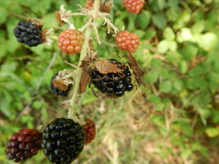 more invase da cimici