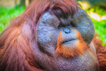 Close up to face of dominant male, Bornean orangutan (Pongo pygmaeus) with the signature developed cheek pads that arise in response to a testosterone surge.
