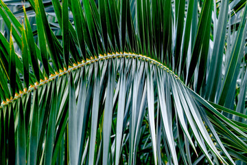 Tropical palm leaf texture background,  Vintage tone