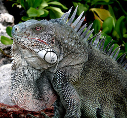 Igana lizard closeup with garden background
