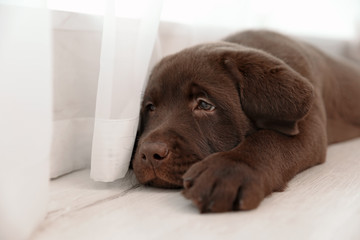 Chocolate Labrador Retriever puppy on floor near window indoors. Space for text