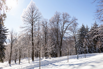 Sun-drenched winter landscape covered with snow on trees.