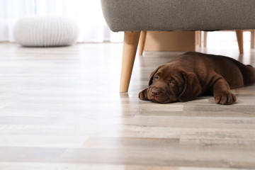 Chocolate Labrador Retriever puppy lying on floor at home. Space for text