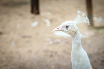 Beautiful young white peafowl. White young male albino peacock.
