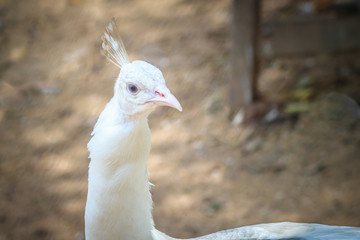 Beautiful young white peafowl. White young male albino peacock.