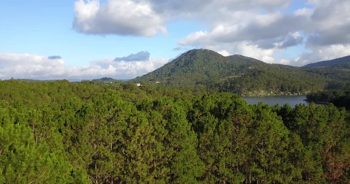 green pine forest in tuyen lam lake